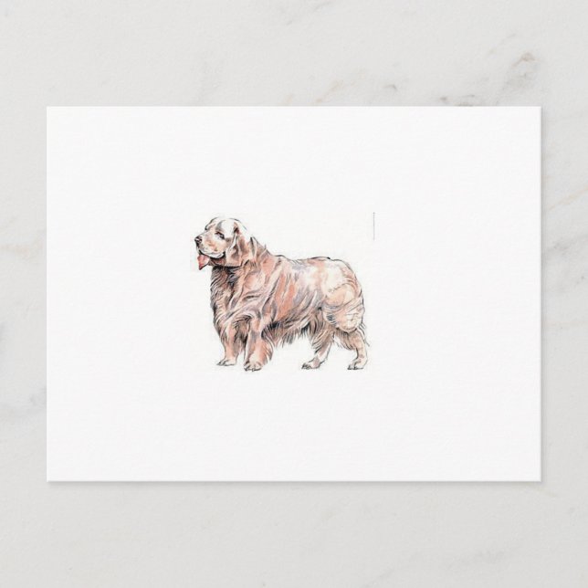 Clumber Spaniel Postcard (Front)
