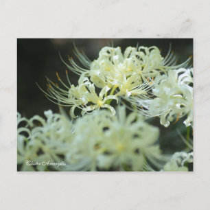 Cluster Amaryllis:Postcard Postcard