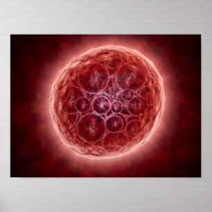 Cluster Of Blastomeres Forming A Morula Poster