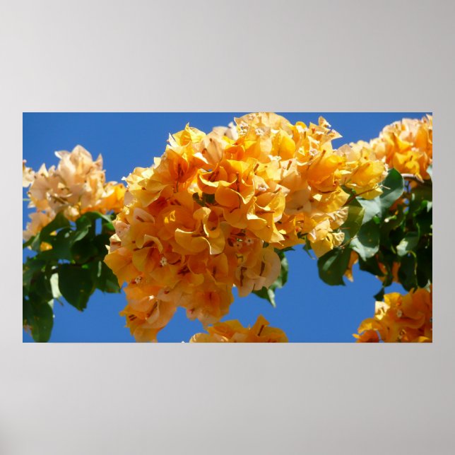 Cluster of Golden Bougainvillea Floral Poster (Front)