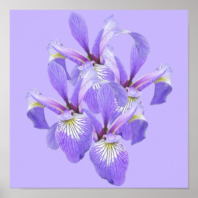 Cluster of Irises Poster (Front)