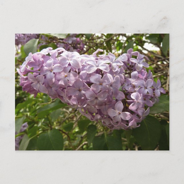 Cluster of Lilac Blossoms Spring Floral Postcard (Front)