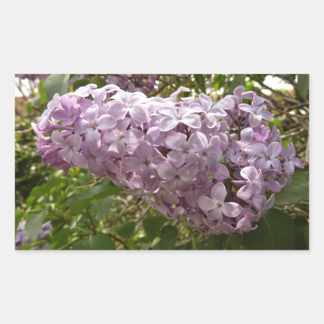 Cluster of Lilac Blossoms Spring Floral Rectangular Sticker (Front)