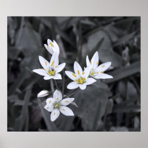 Cluster of Mini Flowers Macro Photo BW/Colour Poster