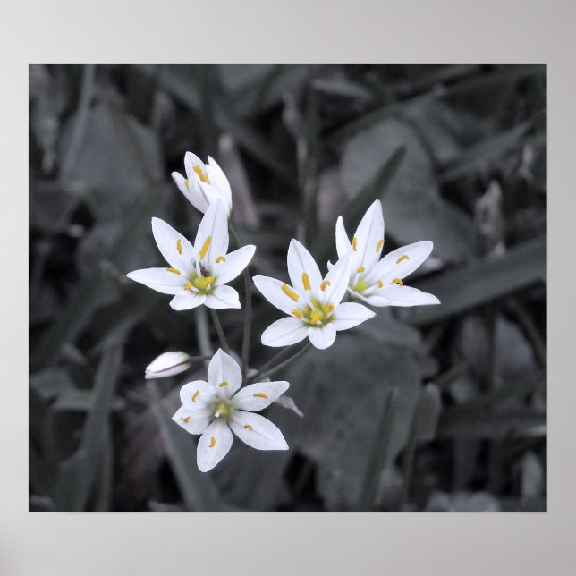 Cluster of Mini Flowers Macro Photo BW/Colour Poster (Front)