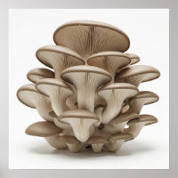 Cluster of Oyster Mushrooms