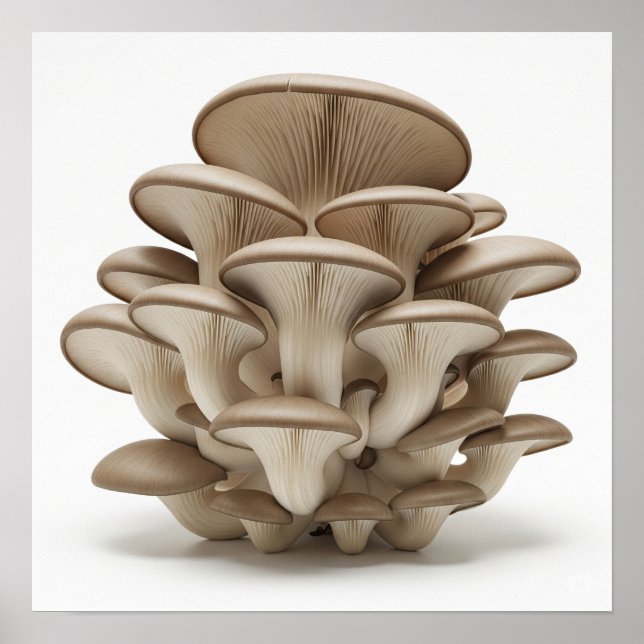 Cluster of Oyster Mushrooms Poster (Front)