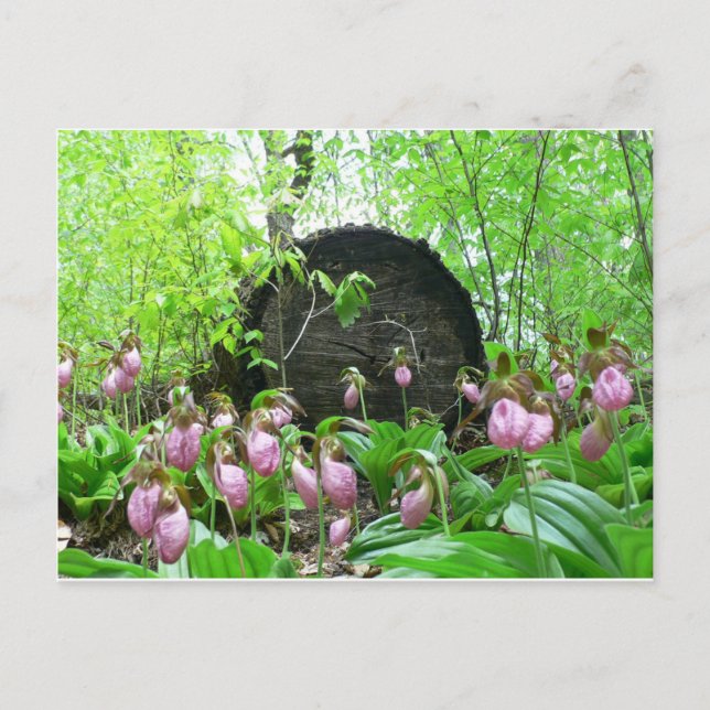 Cluster of Pink Lady Slippers Postcard (Front)
