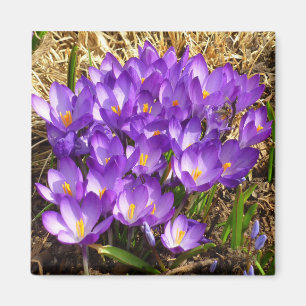 Cluster of Purple Crocuses Spring Floral Magnet