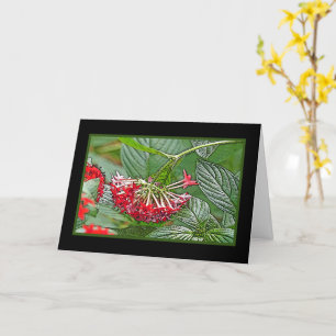CLUSTER OF RED PENTAS LANCEOLATA /STAR FLOWER CARD