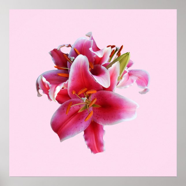 Cluster of Stargazer Lilies Poster (Front)