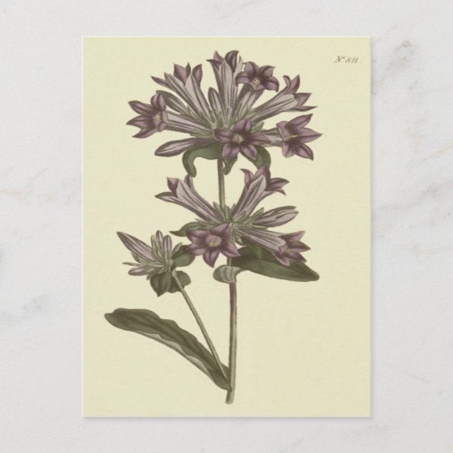 Clustered Bellflower Botanical Illustration Postcard (Front)