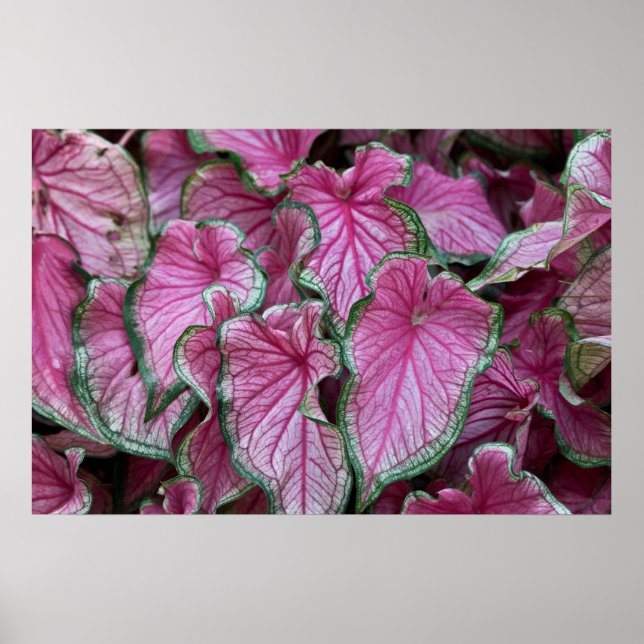 Clustered Pink Caladium Leaves Poster (Front)