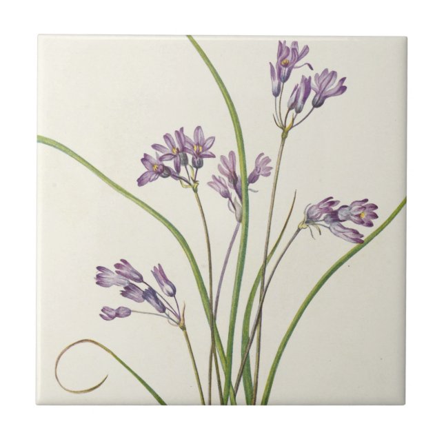 Clusterlily by Mary Vaux Walcott Ceramic Tile (Front)