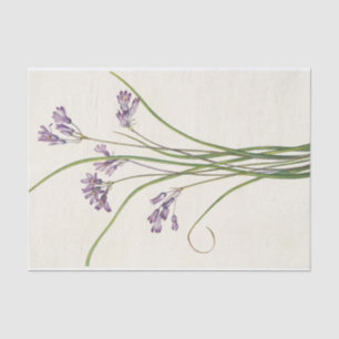 Clusterlily by Mary Vaux Walcott Tissue Paper