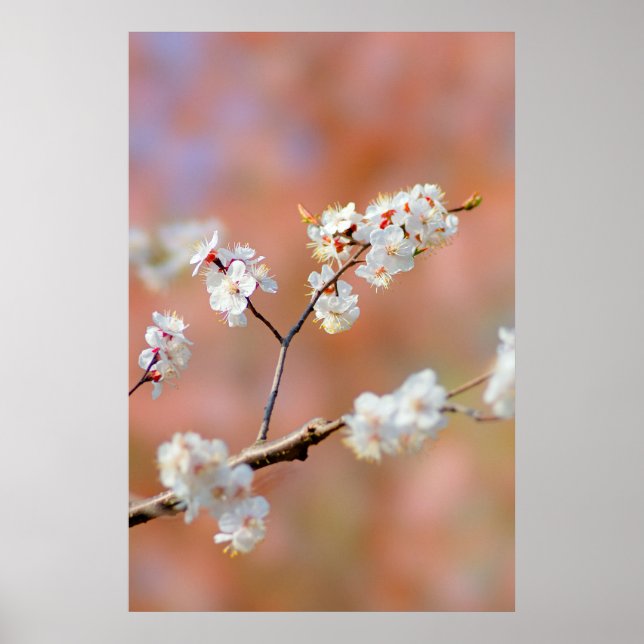 Clusters Of Japanese Apricot Flowers Poster (Front)