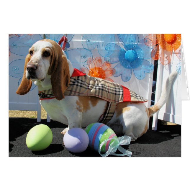 Clyde - Basset Hound -3 (Front Horizontal)