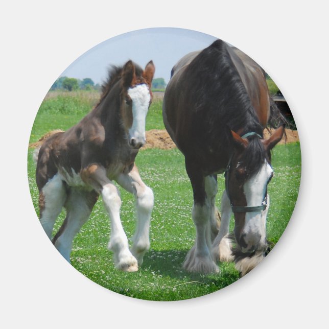 clydesdale and filly magnet (Front)
