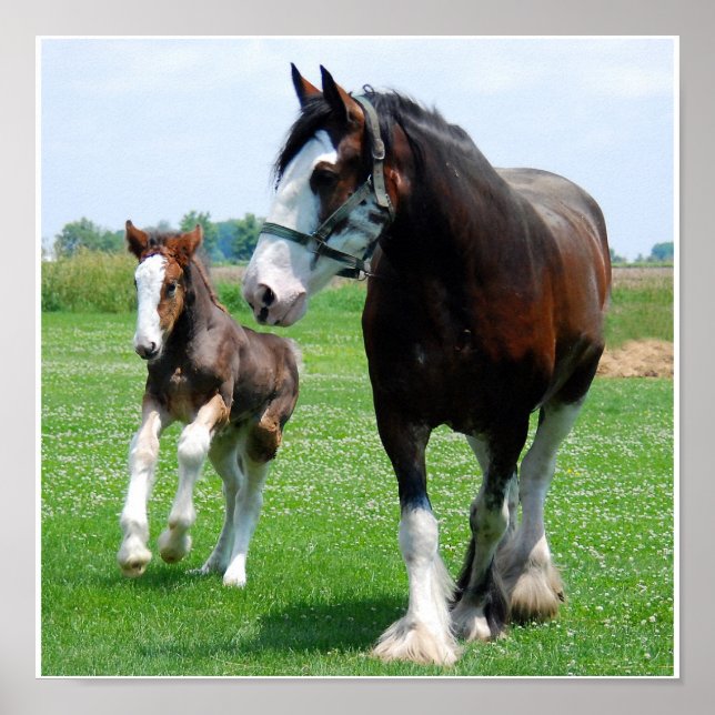 Clydesdale and Filly print (Front)
