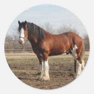 clydesdale classic round sticker