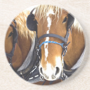 Clydesdale Draught Horse Coasters