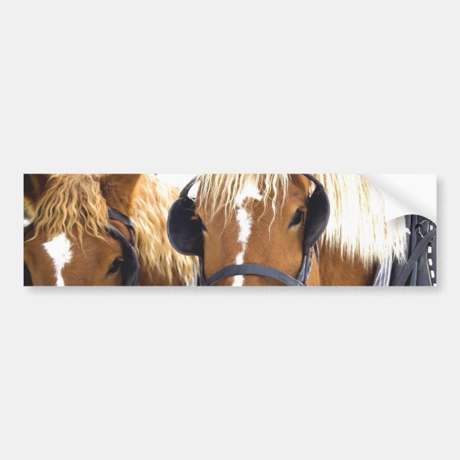 Clydesdale Draught   Horses Bumper Sticker (Front)