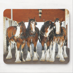 Clydesdale Draught   Horses in the Barn Mouse Pad