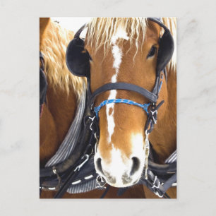 Clydesdale Draught Horses Postcard