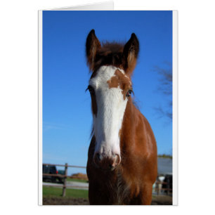 Clydesdale filly
