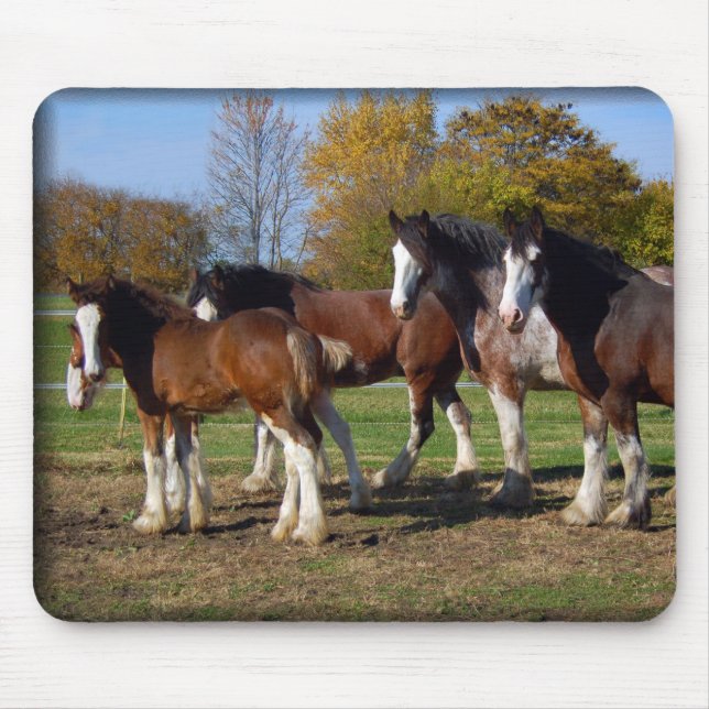 clydesdale group mouse pad (Front)