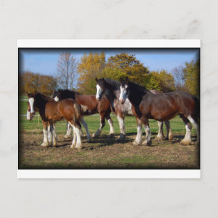 clydesdale group postcard