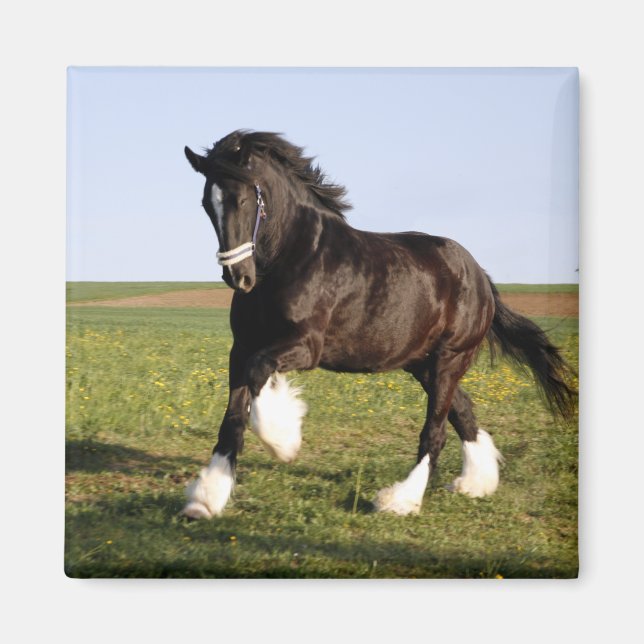 Clydesdale Horse  Magnet (Front)