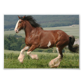 Clydesdale Horse Photo Print