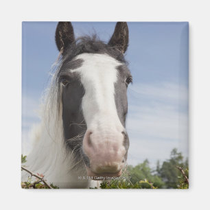 Clydesdale horse portrait magnet