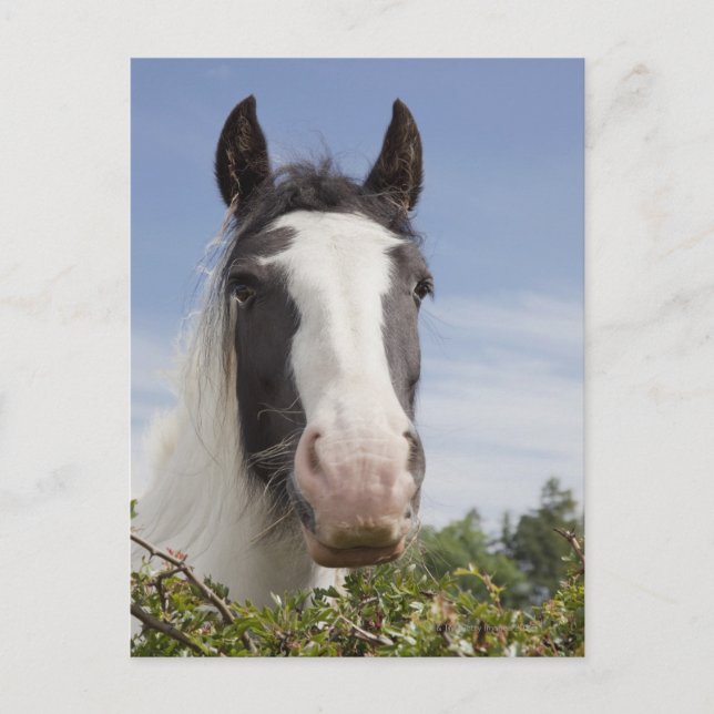 Clydesdale horse portrait postcard (Front)