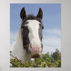 Clydesdale horse portrait poster