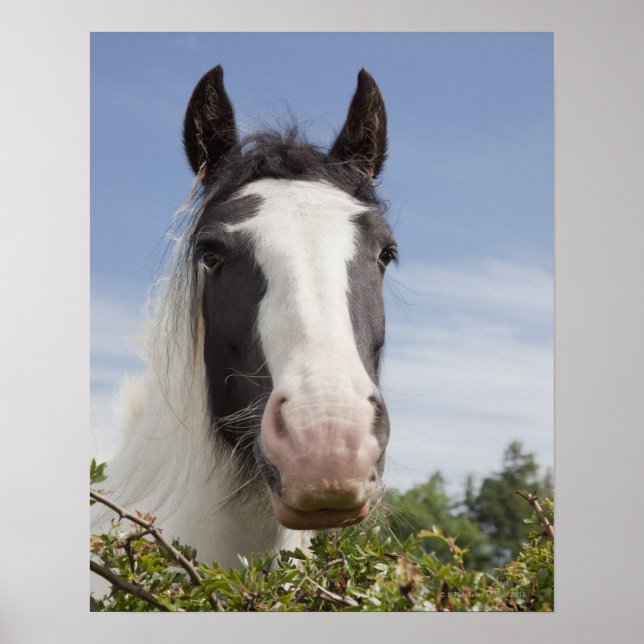 Clydesdale horse portrait poster (Front)