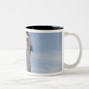 Clydesdale horse portrait Two-Tone coffee mug