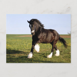 Clydesdale Horse  Postcard