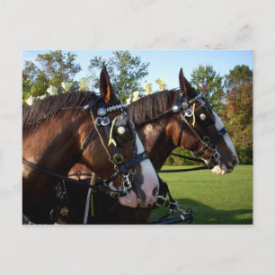 Clydesdale Horse Postcard