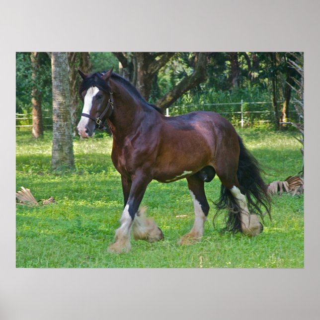 Clydesdale Horse Poster (Front)