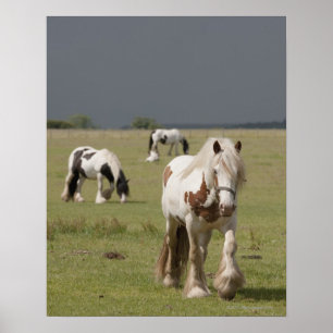 Clydesdale horses in a field, Northumberland, Poster