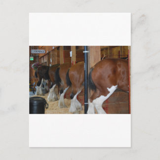 Clydesdale horses postcard