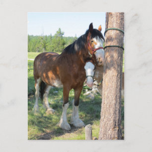 Clydesdale Mama and Baby Postcard