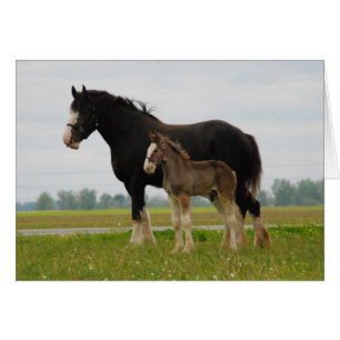 clydesdale mare and filly
