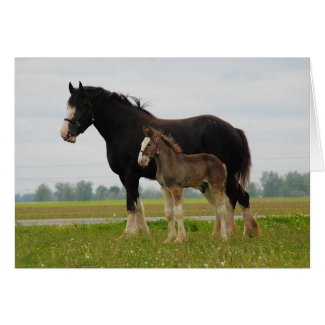 clydesdale mare and filly (Front Horizontal)