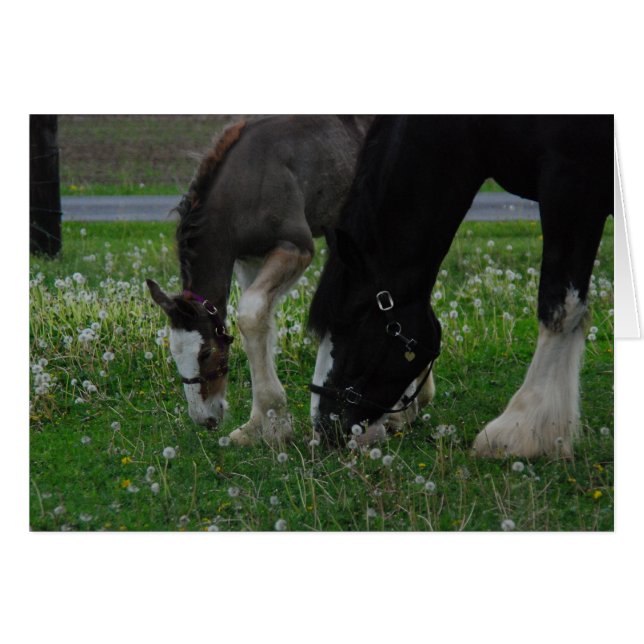 Clydesdale Mare & Colt (Front Horizontal)