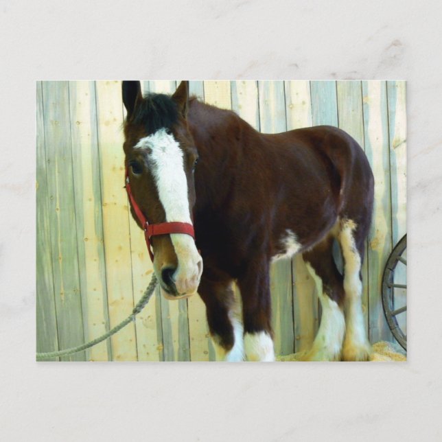 Clydesdale Postcard (Front)