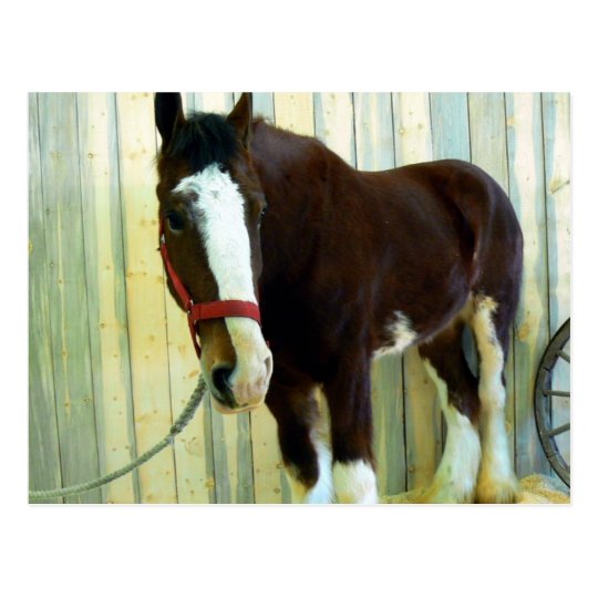 Clydesdale Postcard