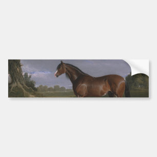 Clydesdale Stallion (Thoroughbred Horse) (Animal) Bumper Sticker